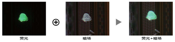 奧林巴斯熒光.jpg